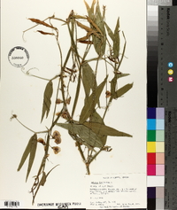 Lathyrus latifolius image