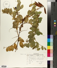 Lathyrus japonicus var. glaber image