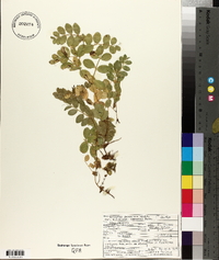 Lathyrus japonicus image
