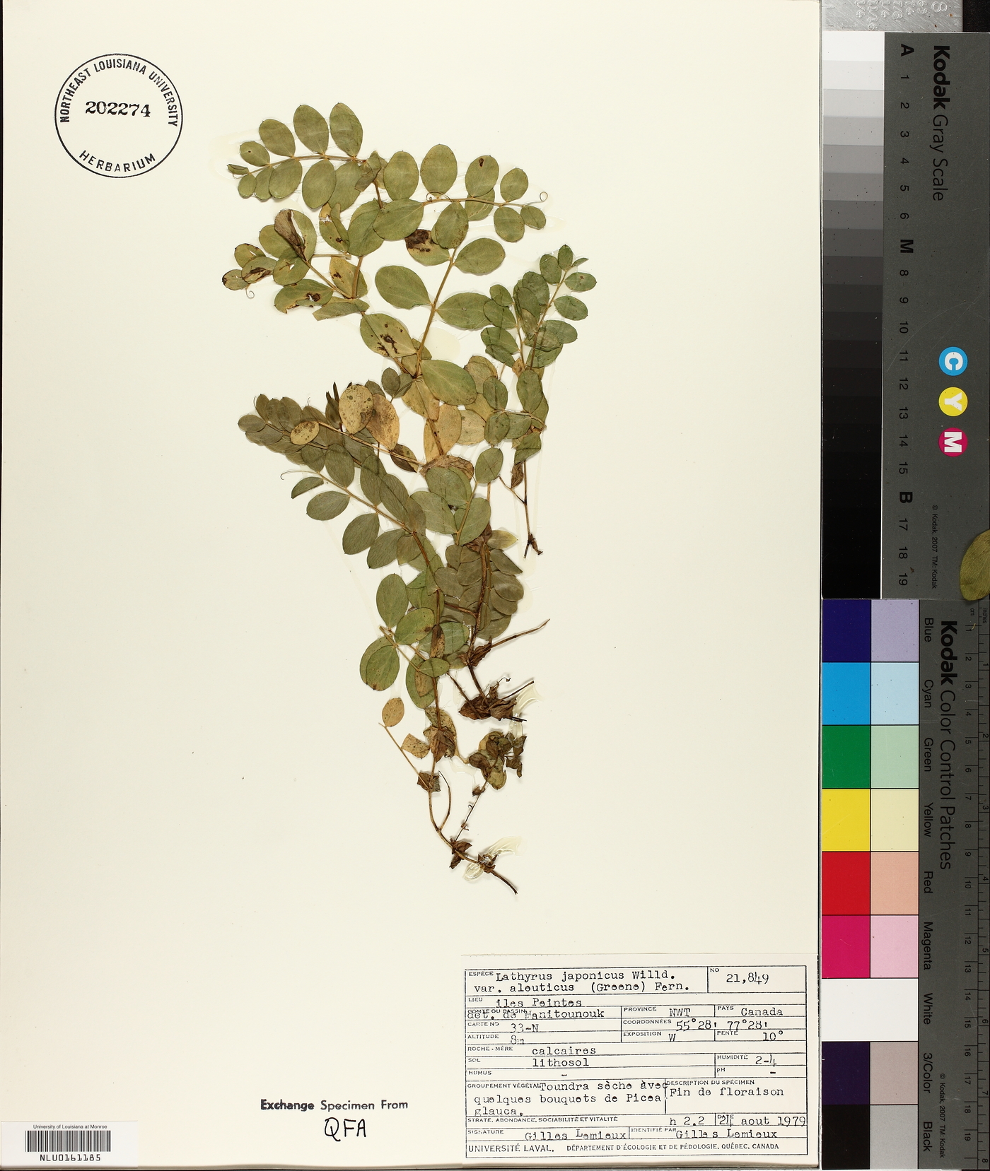 Lathyrus japonicus var. acutifolius image