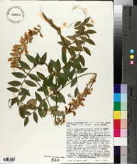 Lathyrus vestitus subsp. bolanderi image