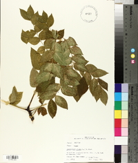 Gymnocladus dioicus image