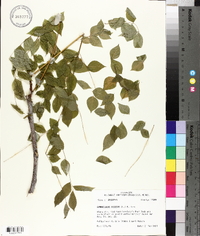 Gymnocladus dioicus image