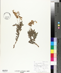 Hedysarum sulphurescens image