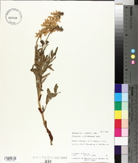Hedysarum sulphurescens image