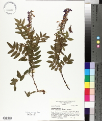 Hedysarum alpinum subsp. americanum image