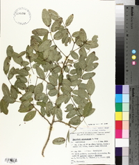 Harpalyce arborescens image