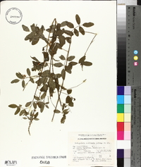 Indigofera oxycarpa image