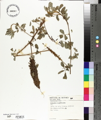 Indigofera lespedezioides image
