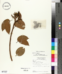 Hymenaea courbaril image