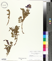 Hedysarum alpinum image