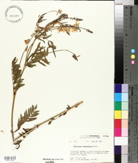 Hedysarum sulphurescens image