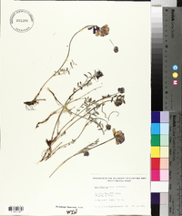 Hedysarum mackenzii image
