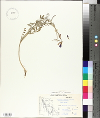 Hedysarum mackenzii image