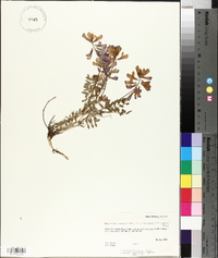 Hedysarum boreale subsp. mackenzii image