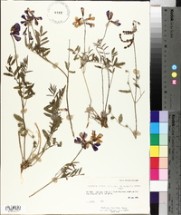 Hedysarum boreale subsp. mackenzii image