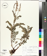 Hedysarum alpinum subsp. americanum image