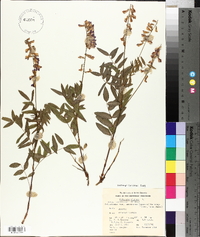 Hedysarum alpinum subsp. americanum image