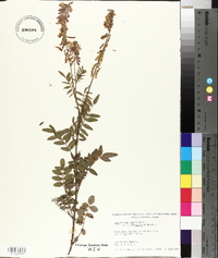 Hedysarum alpinum var. americanum image