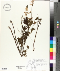 Hedysarum alpinum var. americanum image