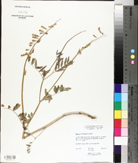 Hedysarum mackenzii image