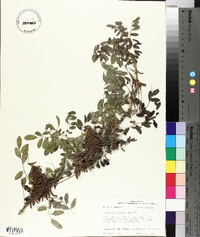 Indigofera suffruticosa image