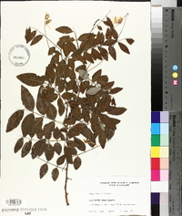 Indigofera kirilowii image