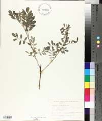 Indigofera suffruticosa image