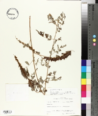 Indigofera hirsuta image