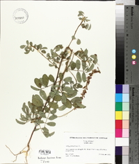 Indigofera hirsuta image