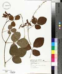 Kennedya rubicunda image
