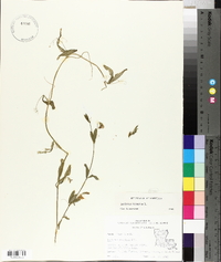 Lathyrus hirsutus image