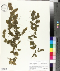 Lathyrus aphaca image