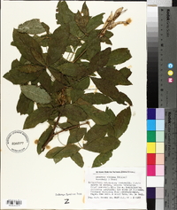 Laburnum alpinum image
