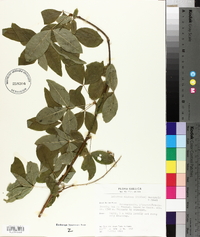 Laburnum alpinum image