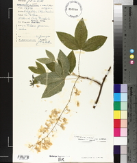 Laburnum alpinum image