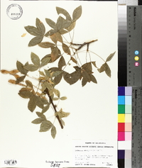 Laburnum anagyroides image