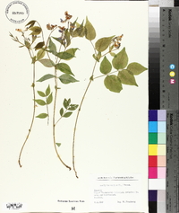 Lathyrus vernus image