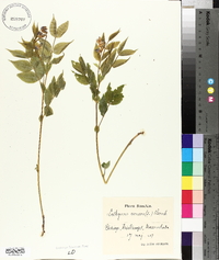 Lathyrus vernus image