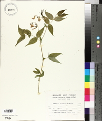 Lathyrus vernus image