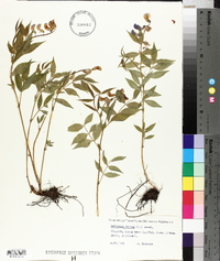 Lathyrus vernus image