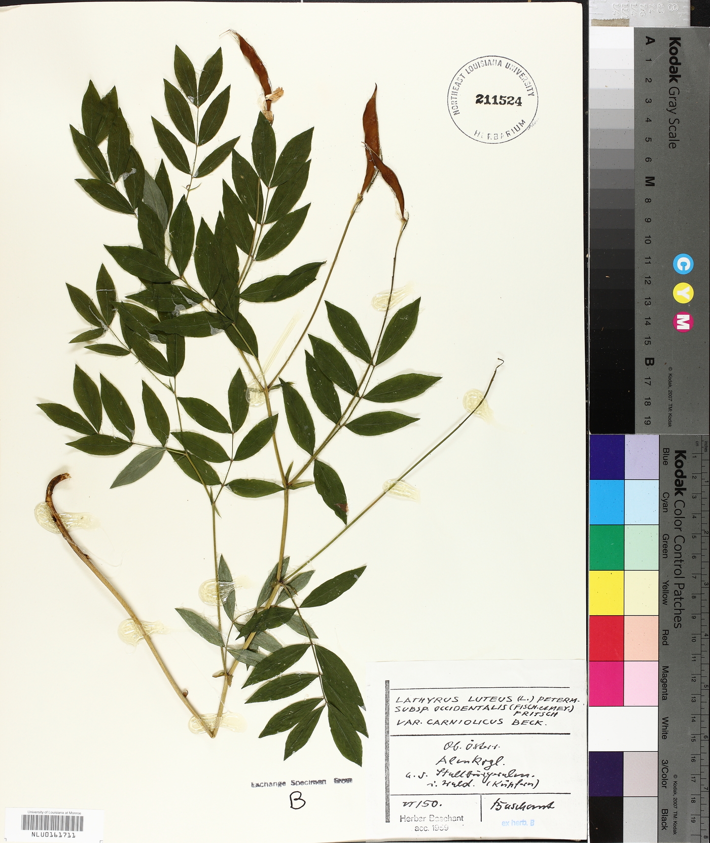 Lathyrus laevigatus subsp. occidentalis image