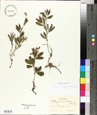 Lathyrus linifolius image
