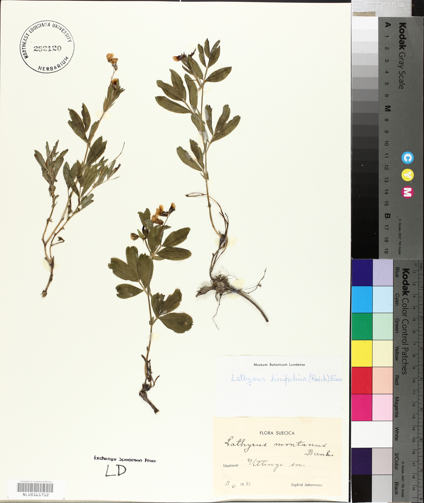 Lathyrus linifolius image