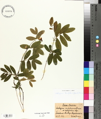 Lathyrus linifolius image