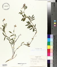 Lathyrus linifolius image