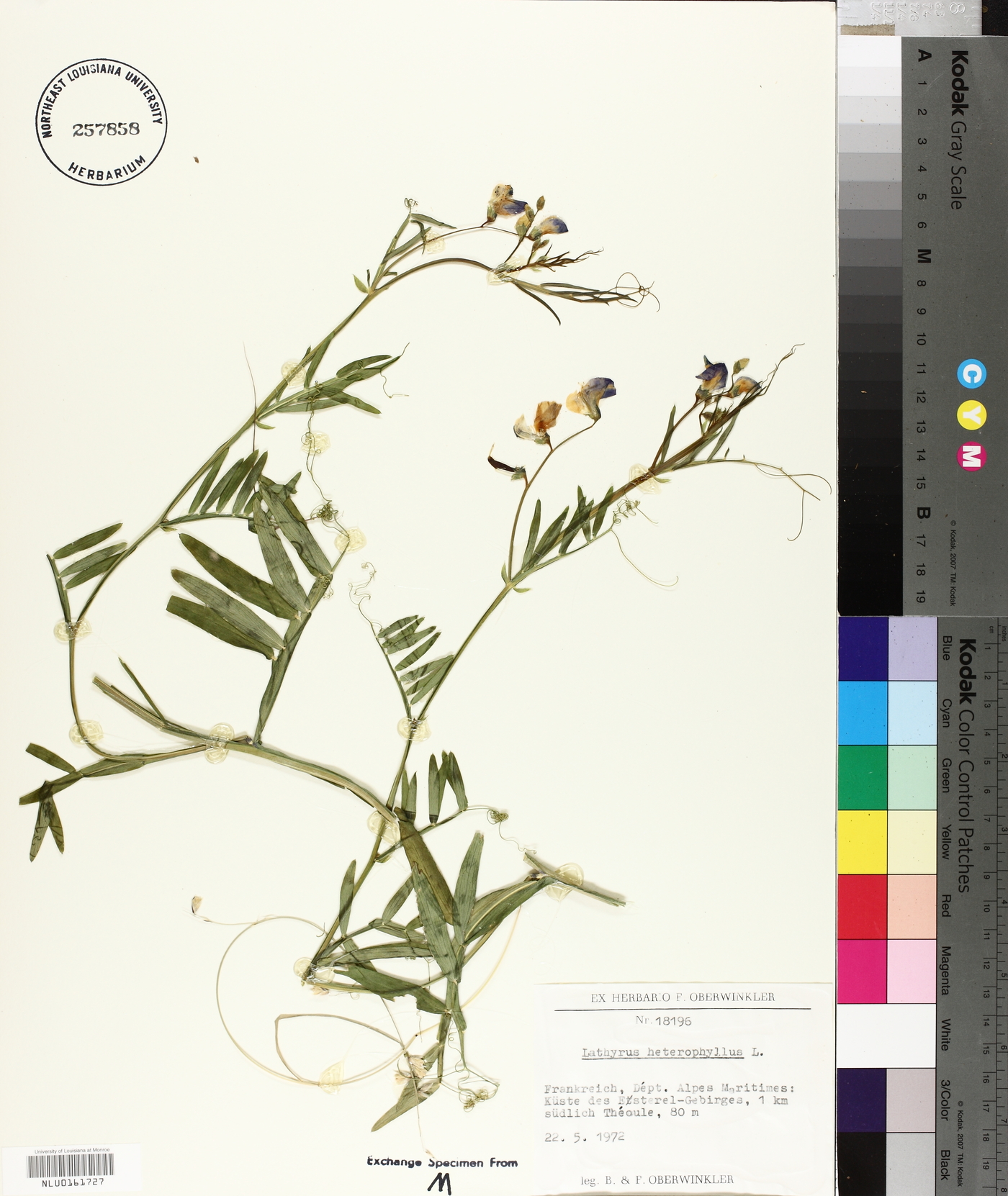 Lathyrus heterophyllus image