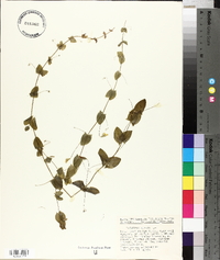 Lathyrus aphaca image