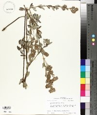 Lespedeza capitata image