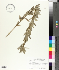 Lespedeza capitata image